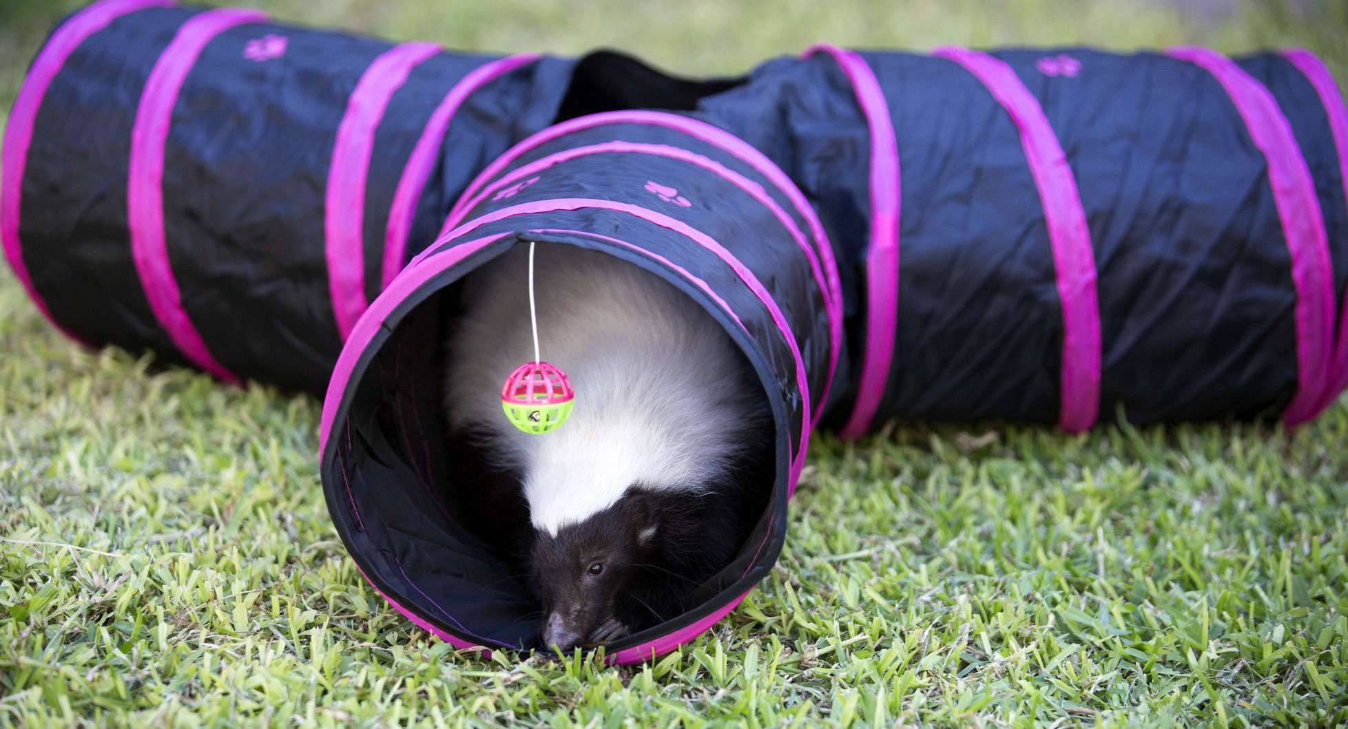 Animal enrichment